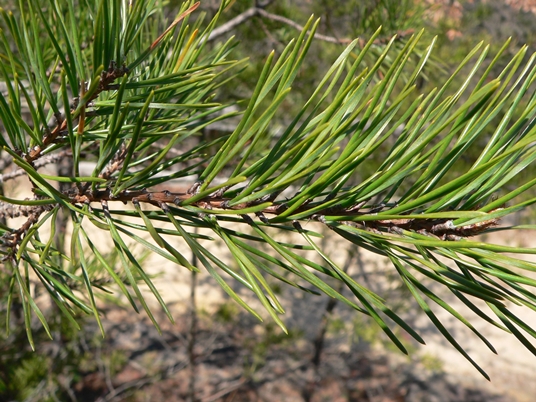 {Pinus pungens}